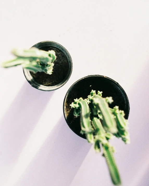 a stalk of broccoli sits in two black cups