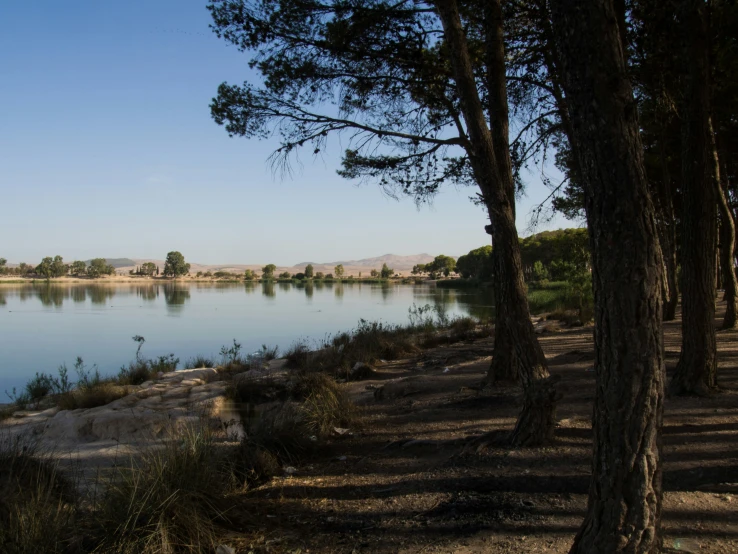 a couple of trees stand near the edge of a lake