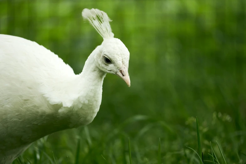 the head and neck of a white bird