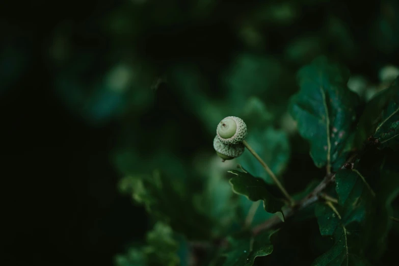 a small white flower sits on top of a leaf