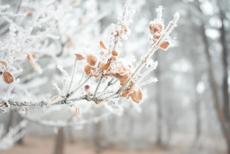 some type of tree that is covered with snow