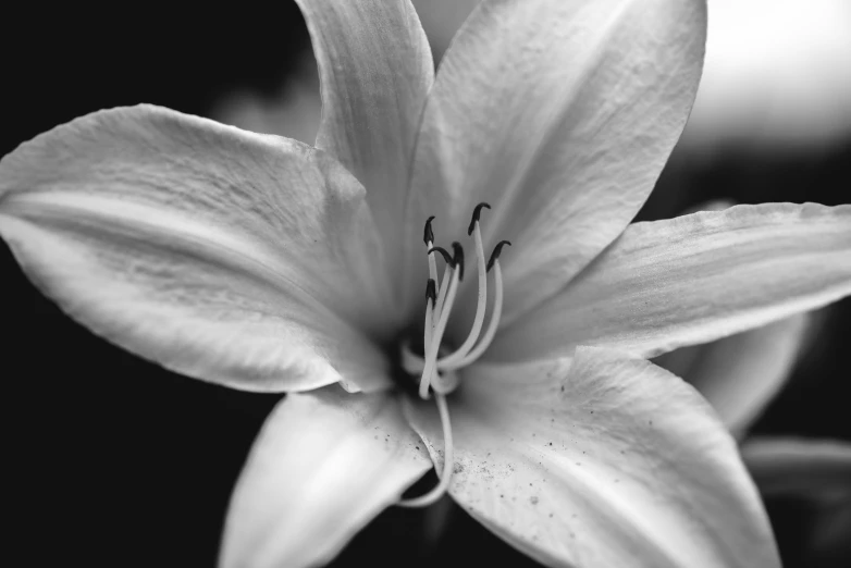 black and white pograph of a single flower