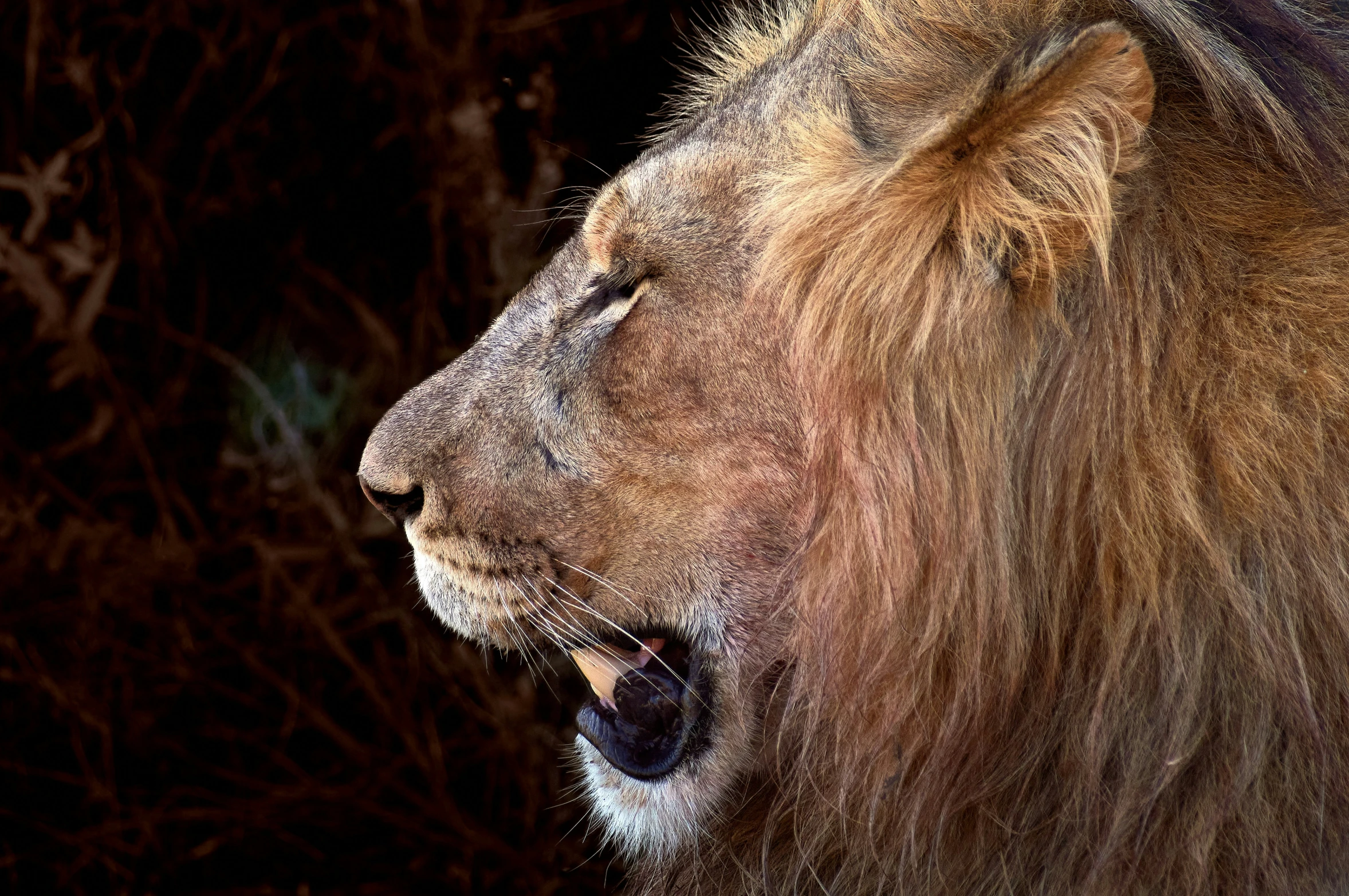 lion roaring while in dark area next to bushes