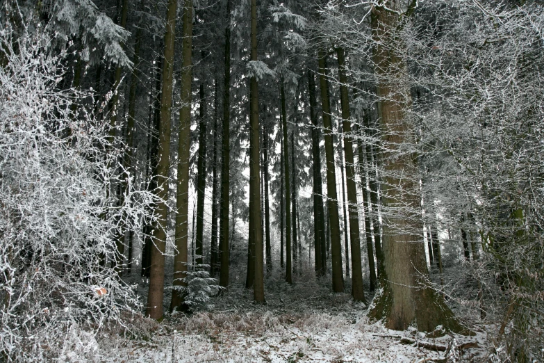 a snow covered forest with pine trees