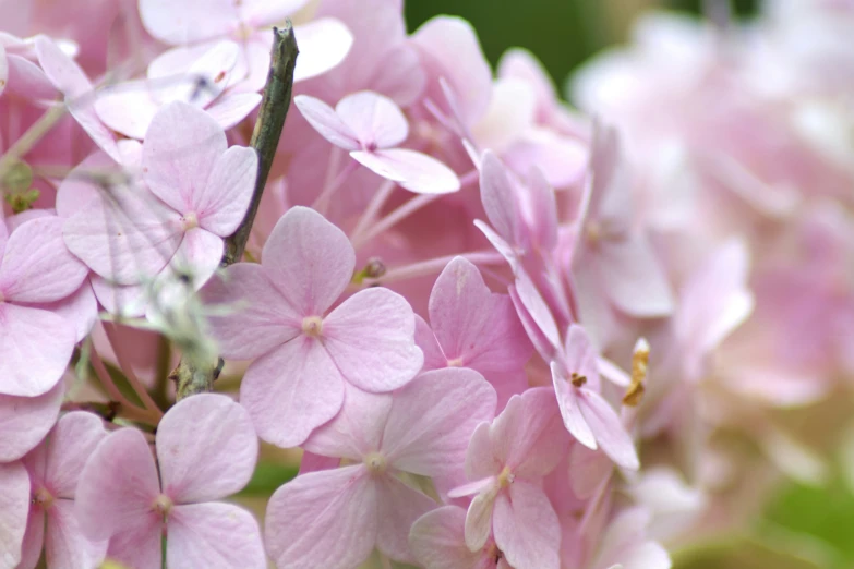 purple flowers and leaves that look like they are blooming