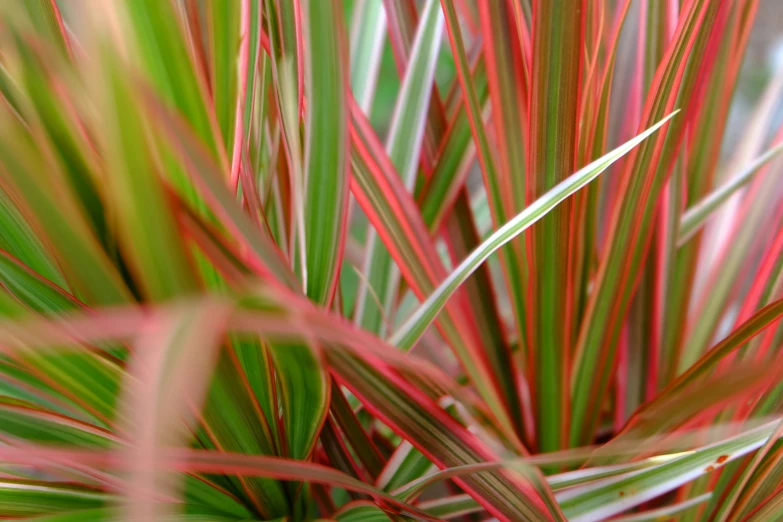 plants with very large red stems in the plant