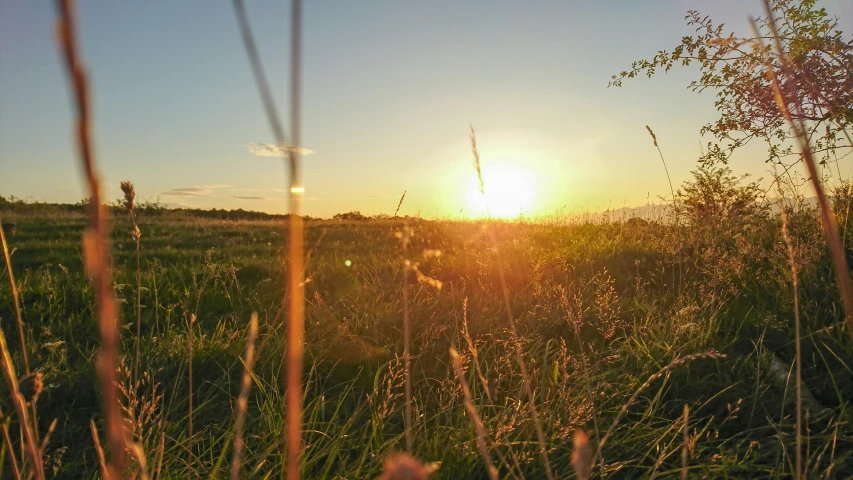 a field of grass with the sun setting in the distance