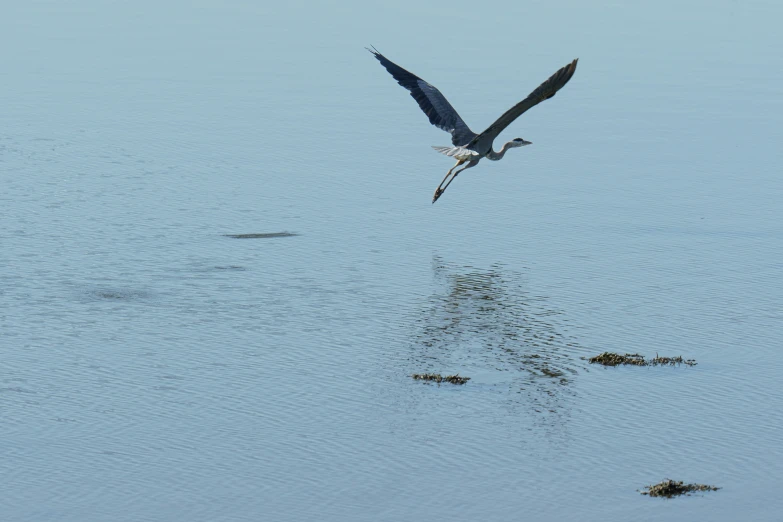 a bird is flying low over a body of water