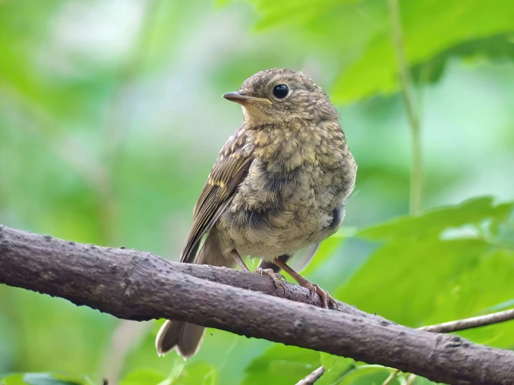 a small bird on a tree limb in the forest