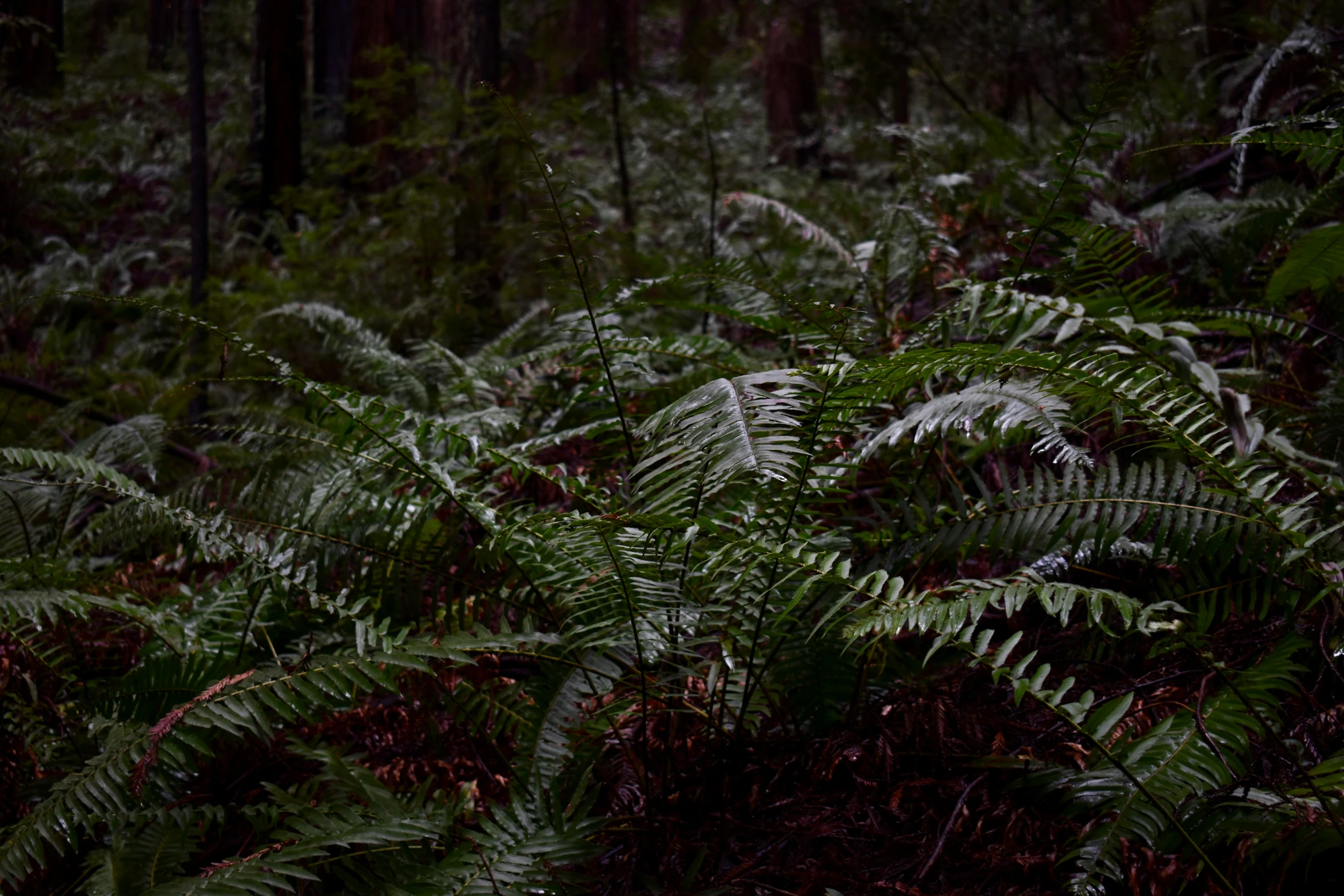 plants and other things in a forest in the rain