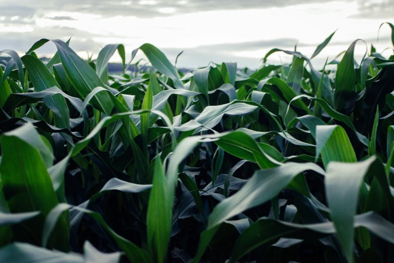 a green grass field with some green leaves