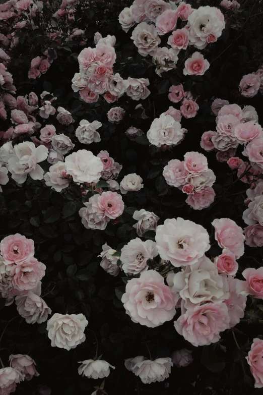 many different pink flowers on black with lots of leaves