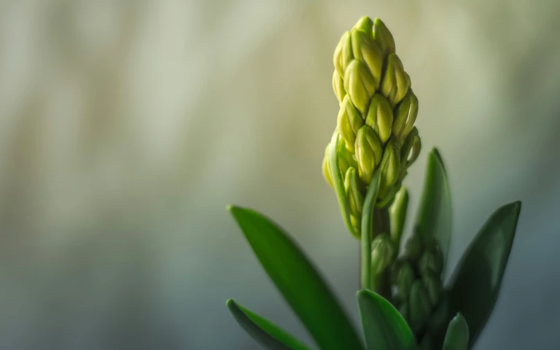 a green flower bud on a stalk with other flowers