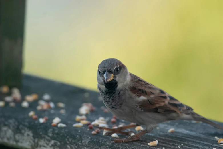 a brown and gray bird sitting on top of a metal counter