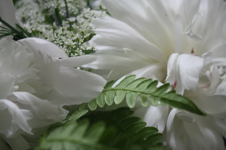 closeup image of white flowers in a bouquet