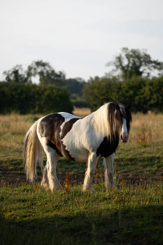 a very cute horse in a big grassy field