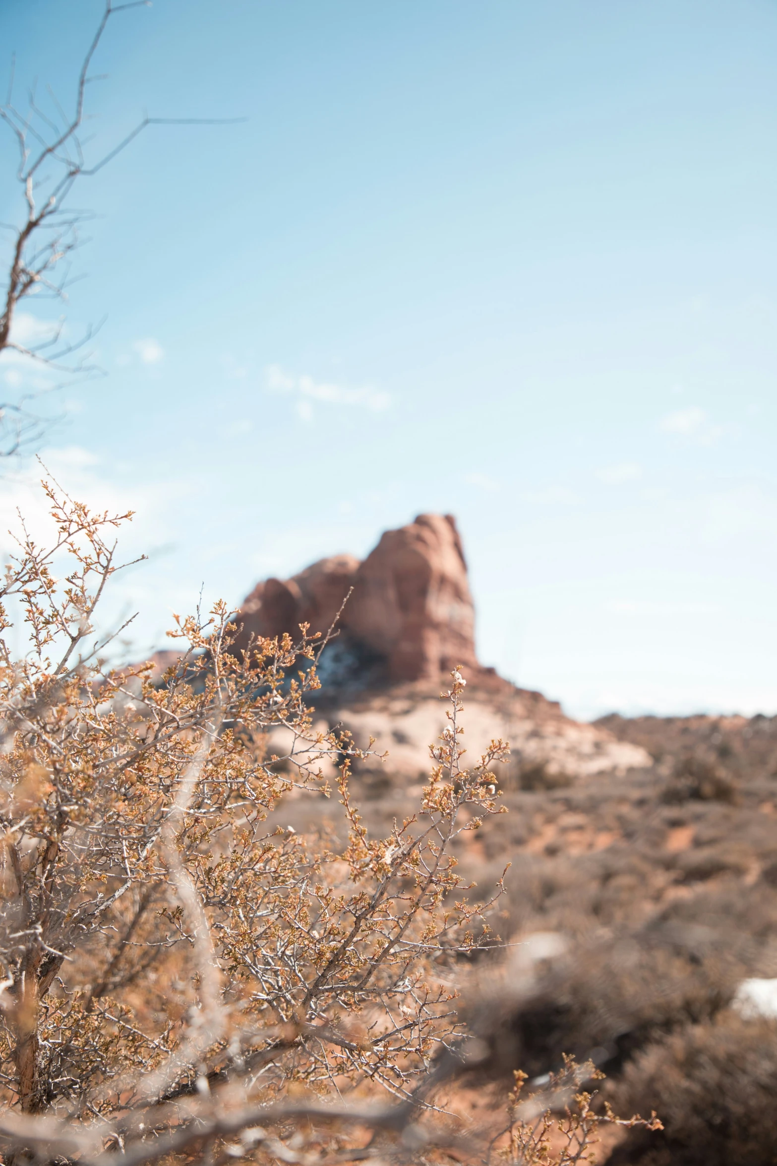 a small group of small bush with rocks and sky in the background