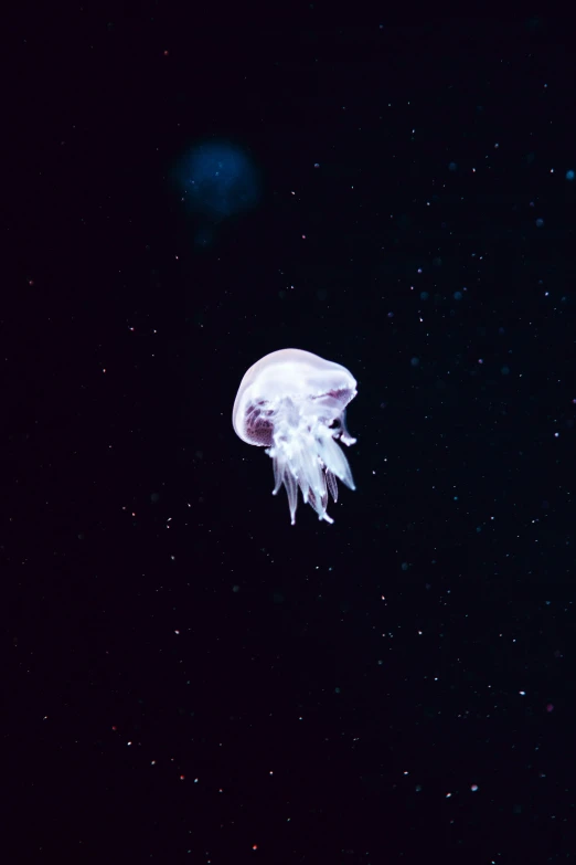 this is a jellyfish flying in the air