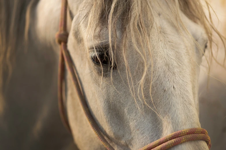 a close up of a horse's mane with a blurry background