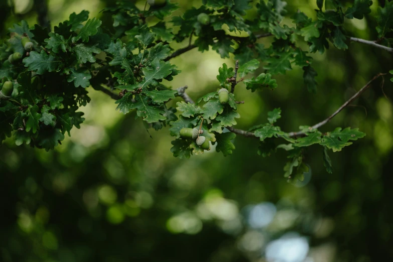 a close up of green leaves on a tree