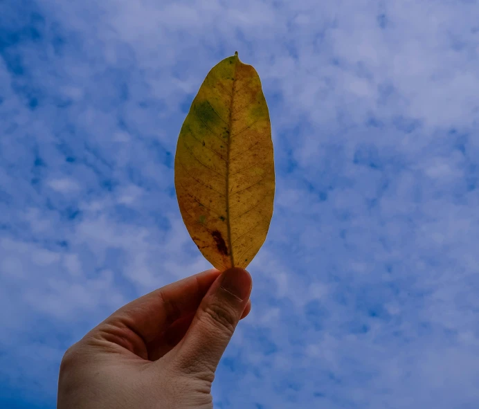 someone holding a single leaf over a blue sky