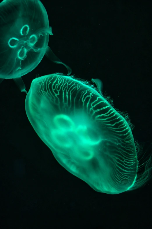 a couple of jellyfish swimming under the sea