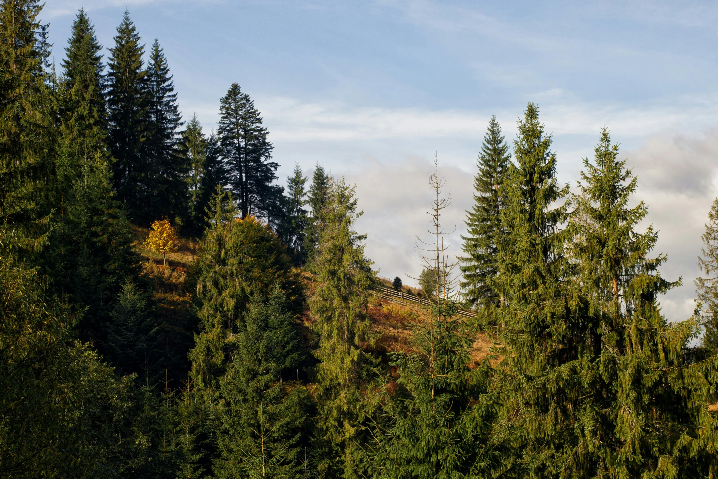 the view of trees in the forest from the mountains