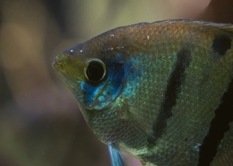 a fish with bright blue paint on it's side