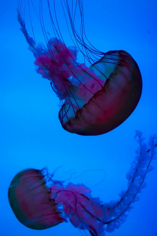 a couple of jellyfish swimming through the water