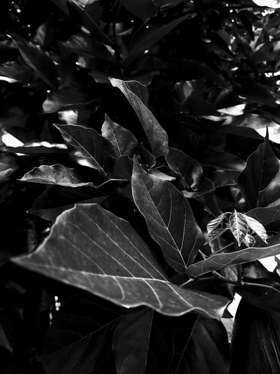 black and white pograph of a leafy plant