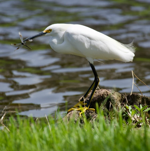 a white bird with long legs and a black head eating a stick in grass