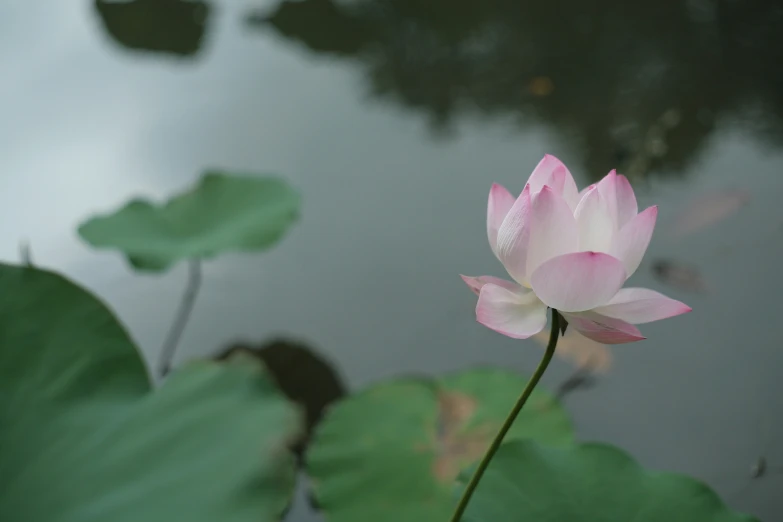 a lotus blossom grows between green leaves in a pond