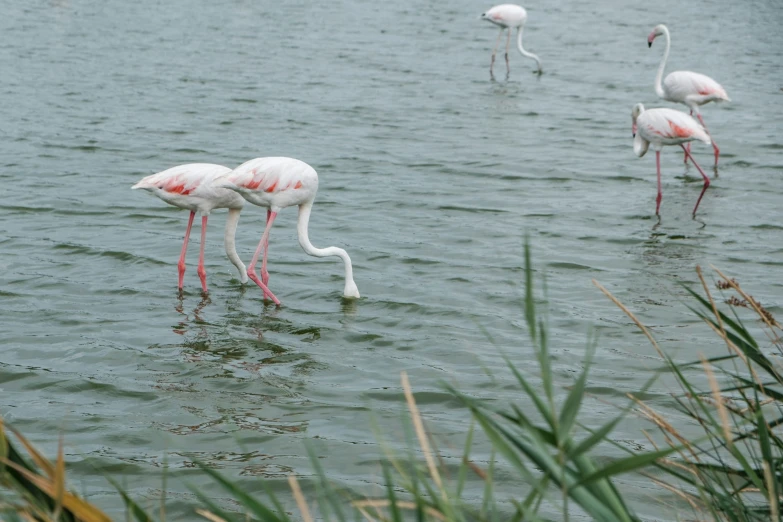 three pink flamingos in a body of water