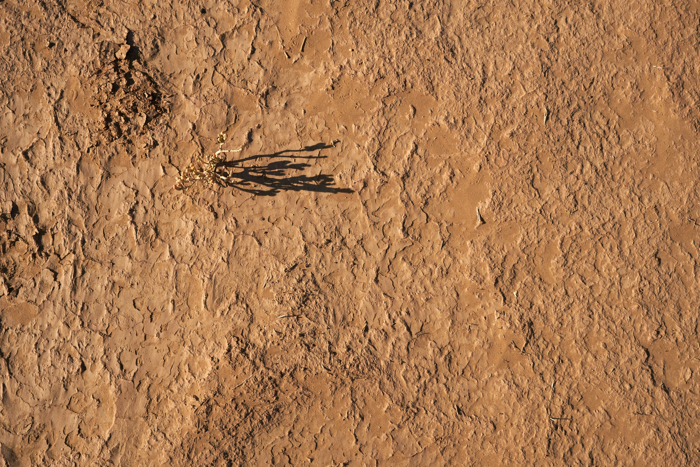 a small bird standing on a muddy field