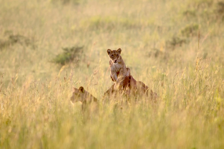 two lions on their hind legs in tall grass