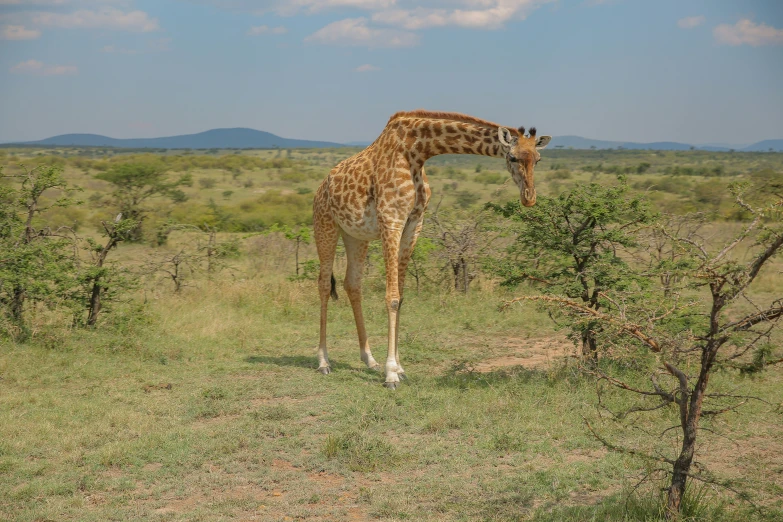 a giraffe in a field standing next to trees