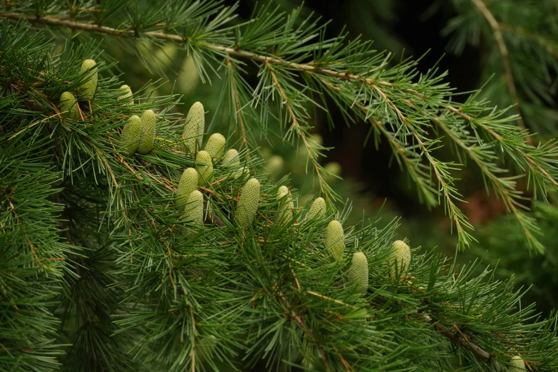 a closeup s of pine nches with cones