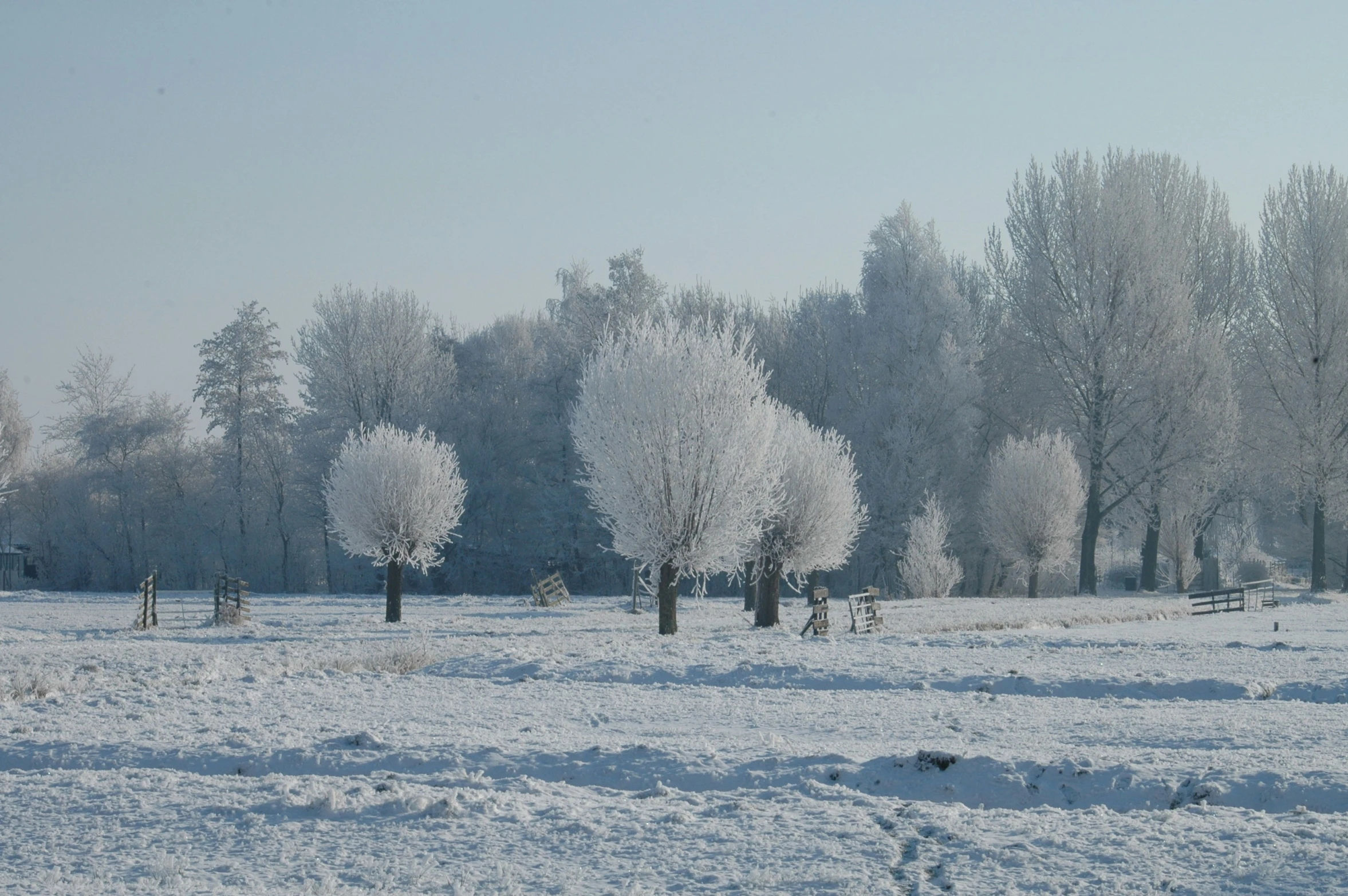 two trees stand in a snowy landscape next to some tall trees