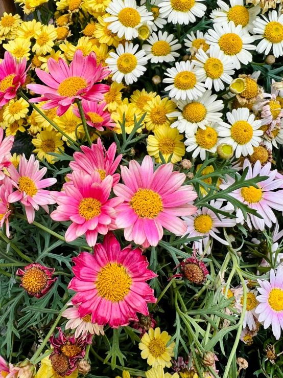 flowers blooming in a garden bed or planter