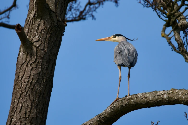 a blue bird is perched in the nches of a tree