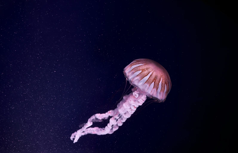 a large jelly fish floating in the air