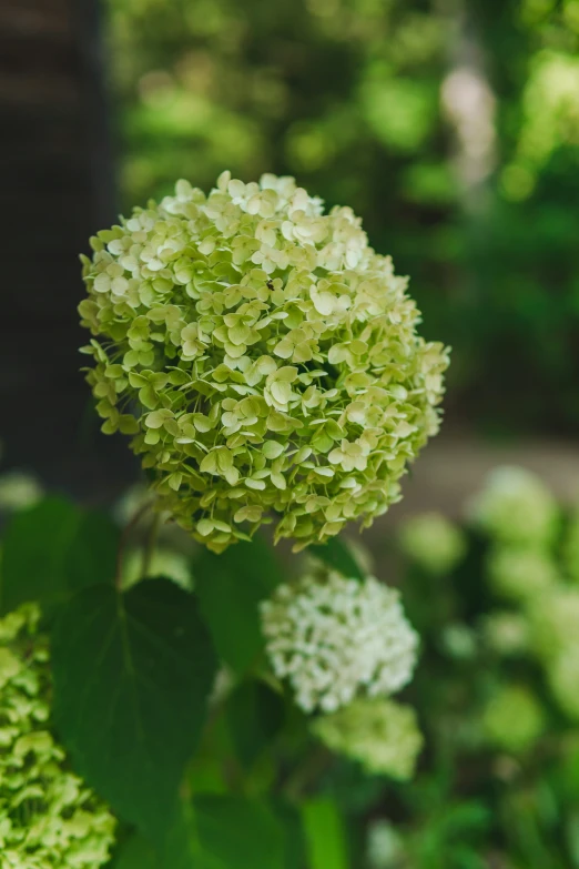 close up of green flowers in a garden