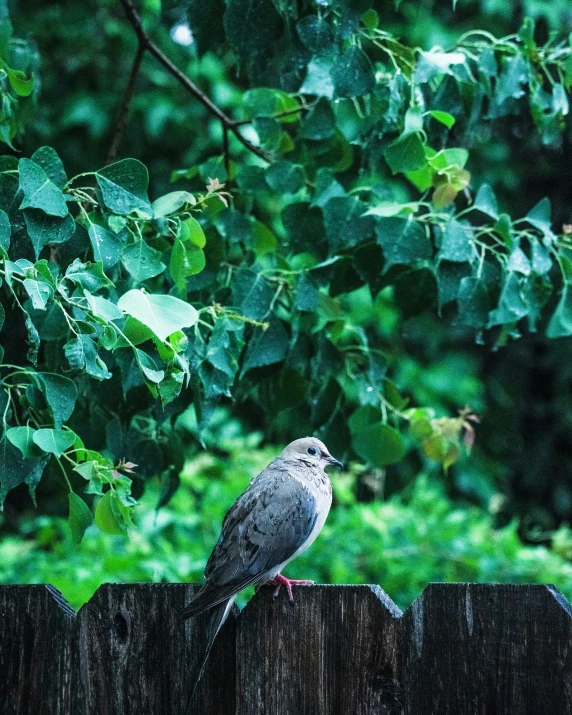 the small gray bird sits on the wooden rail