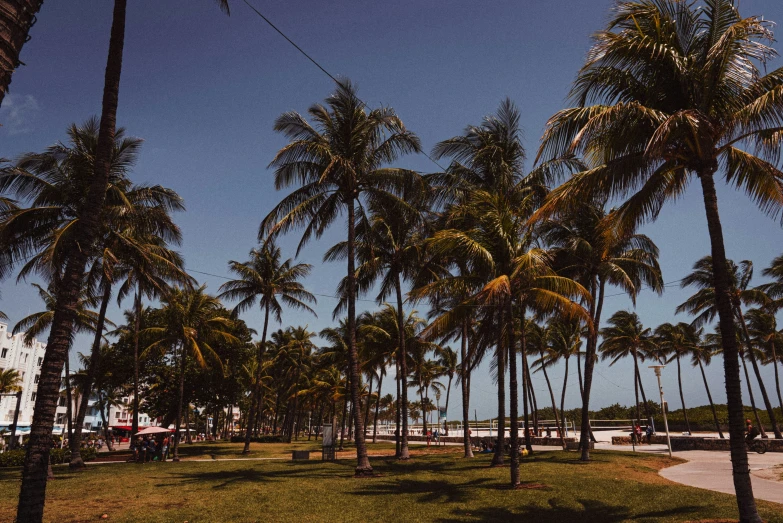 palm trees line the sidewalk near the water