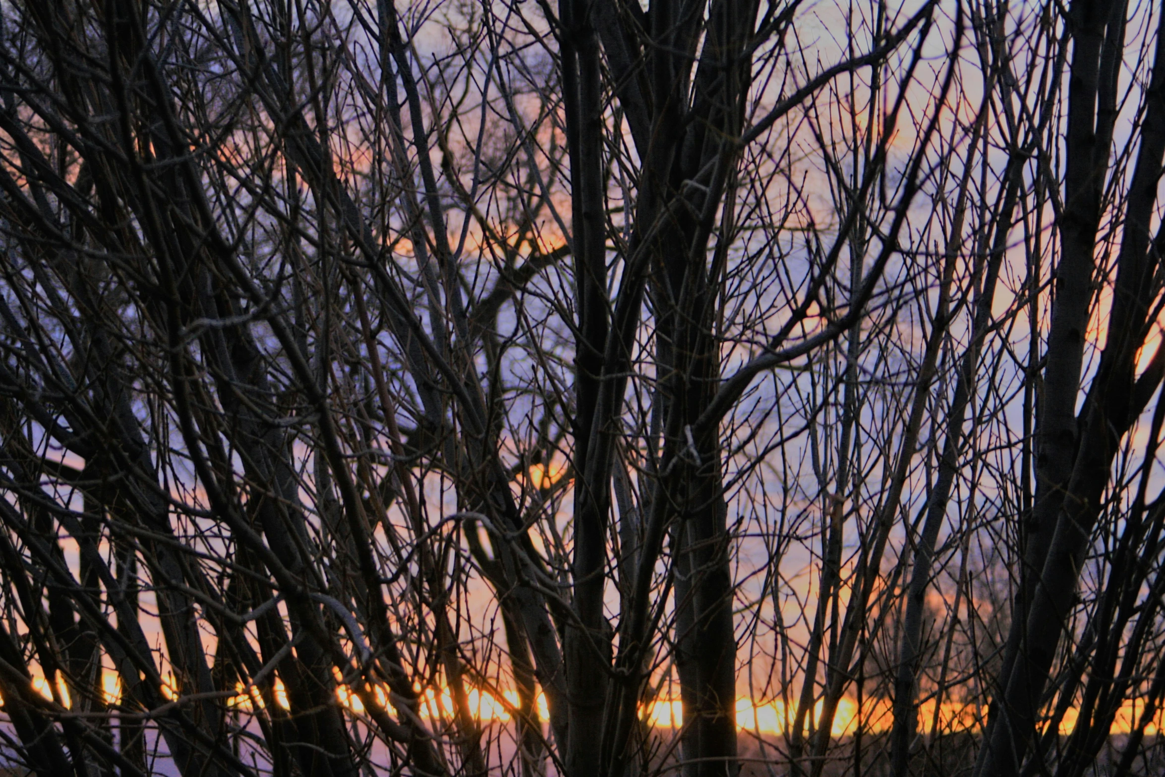 a tree is next to a grassy field