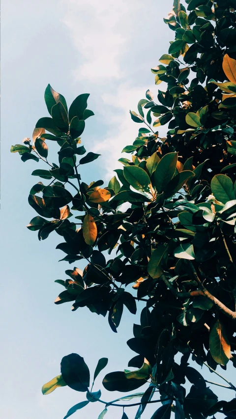 a tree with leaves in a blue sky background