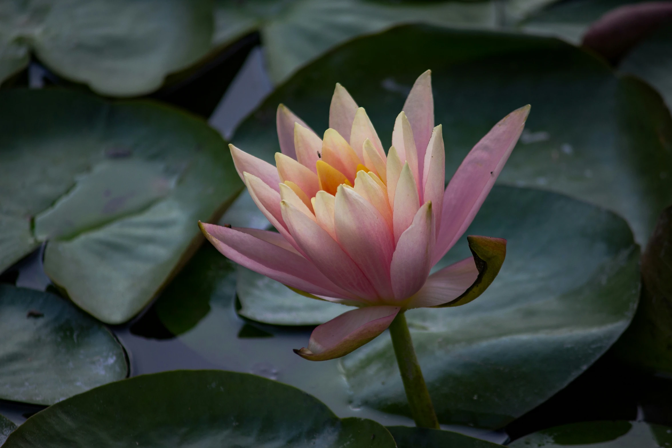 a single water lily blooming in the middle of leaves