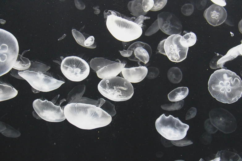 a group of jellyfish swimming in an aquarium