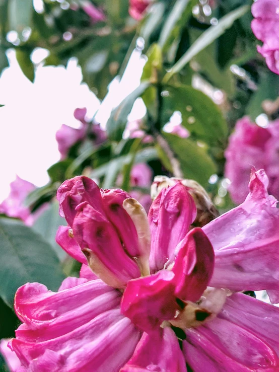 a pink flower sitting on top of a tree