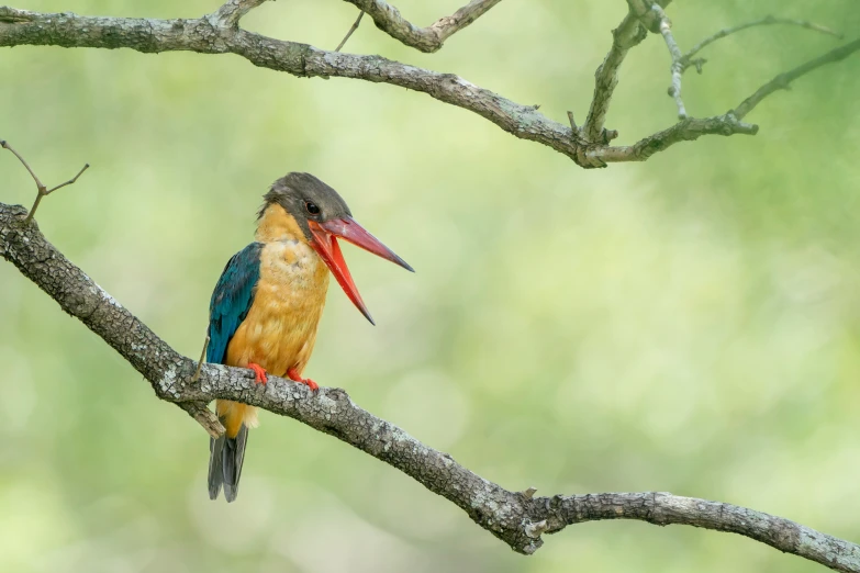 a small bird with long beak sitting on nch